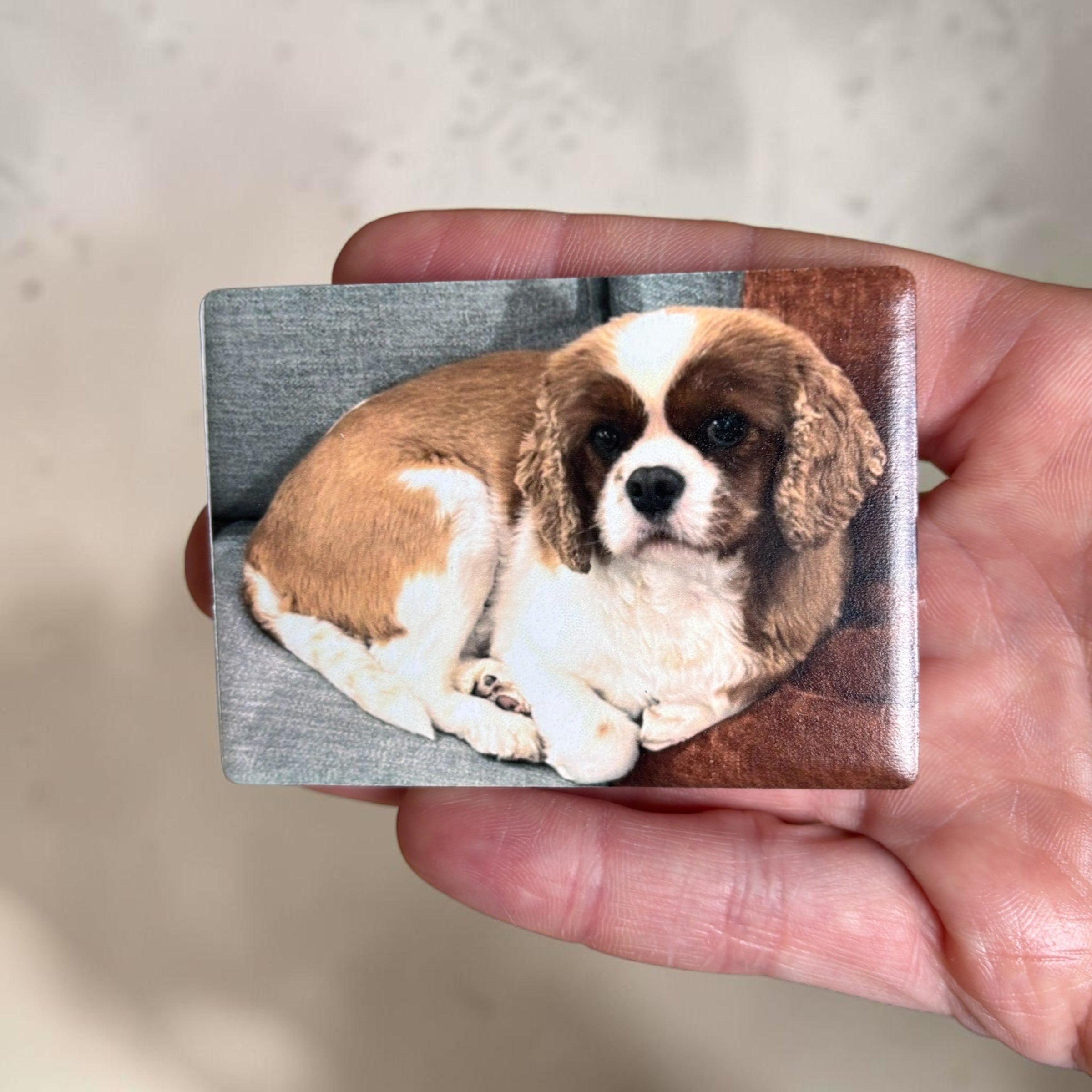 Custom Dog Magnets